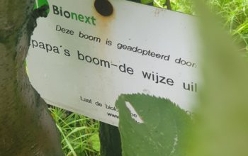 Papa`s boom – de wijze uil